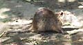 Guy Fanguy - Artist - Animals - Louisiana - Native Animals (15).jpg Size: 35097 - 3